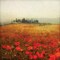 Tuscan Poppies Poster Print by Amy Melious - Item # VARPDXMEL478